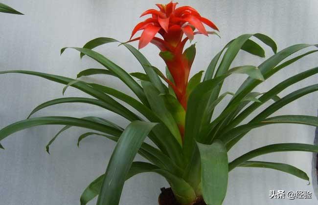 凤梨花叶子发黄怎么办(讲解植物枯黄掉叶的原因)