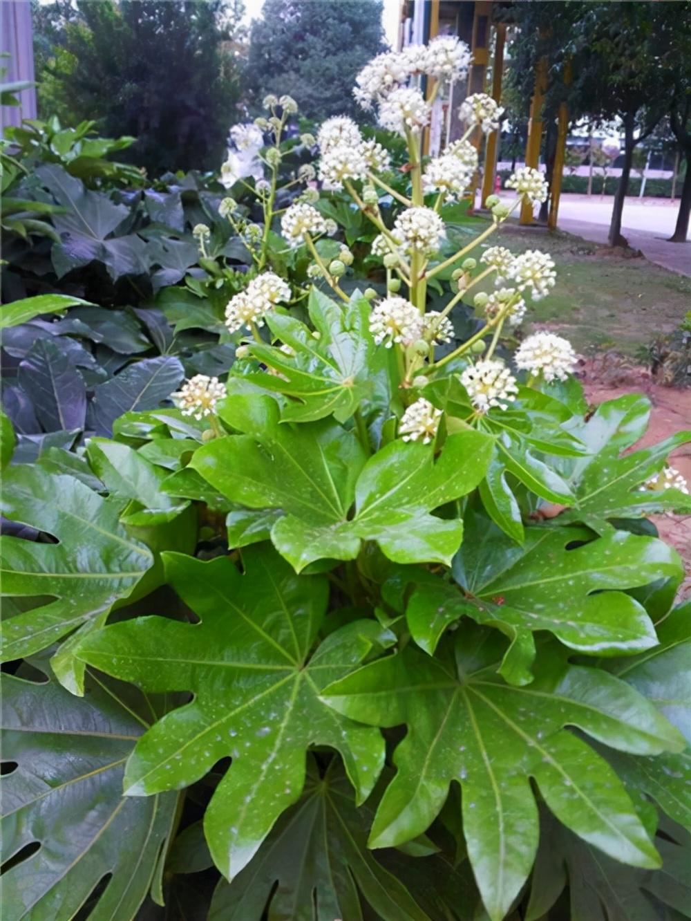 常绿阔叶林有什么植物(地理植被类型分类)