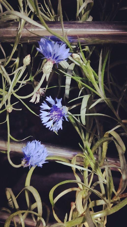 蓝色矢车菊的花语(分享蓝色的花及花名)