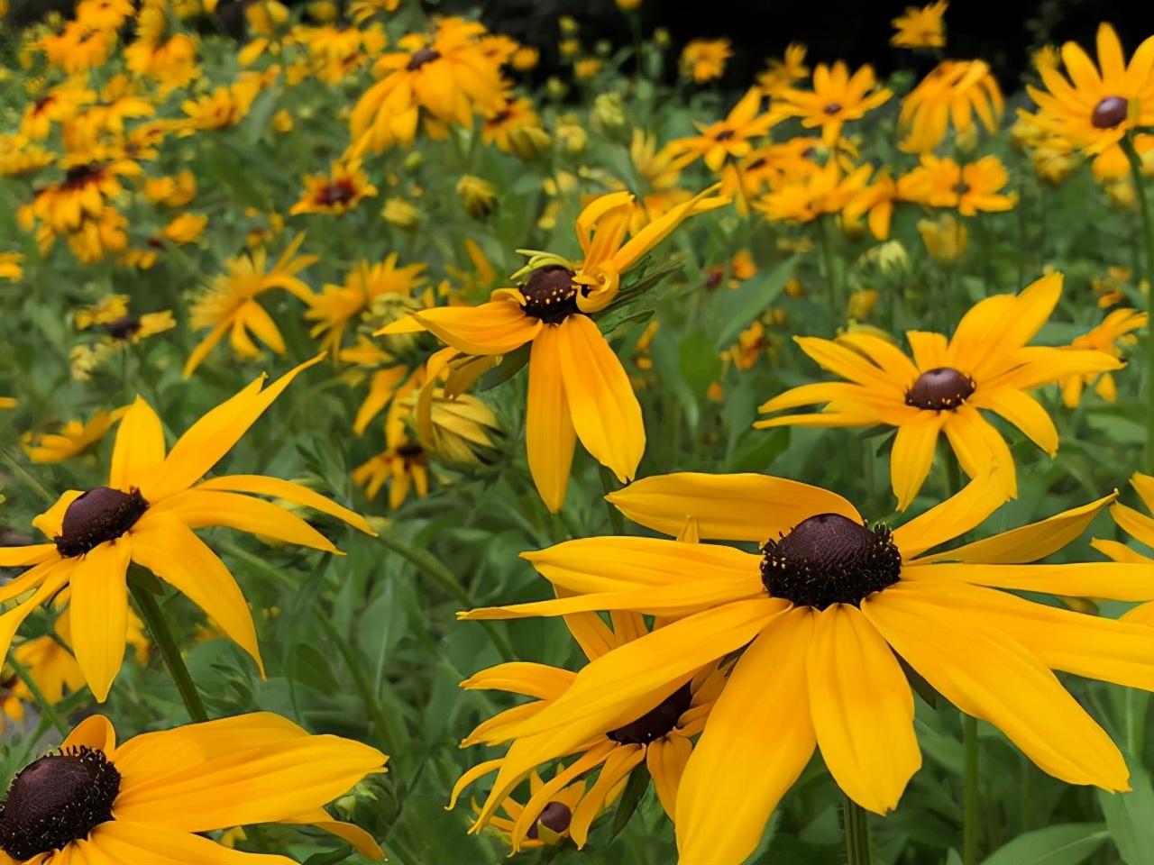 金盏花和金盏菊花一样吗