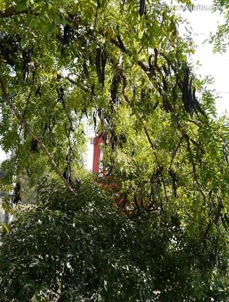 皂荚树和皂角树的区别(了解皂角树的价值)