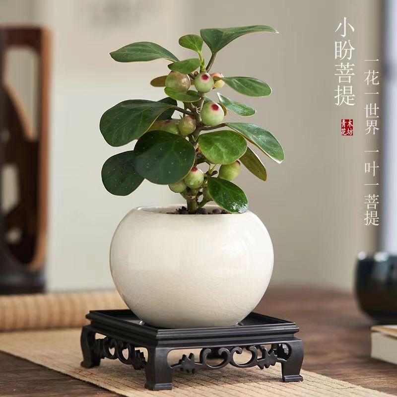 小盼菩提的养殖方法和注意事项