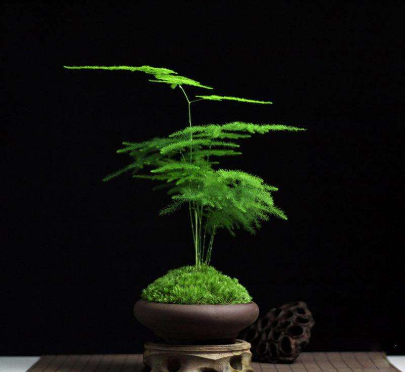 文竹花语及故事(关于文竹的正确养法)