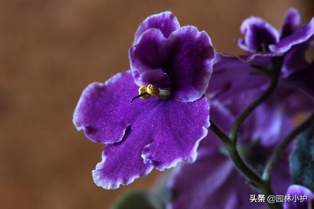 什么花是一年四季都开的花