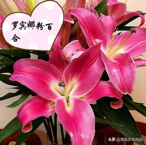 毛百合和百合的区别在哪里