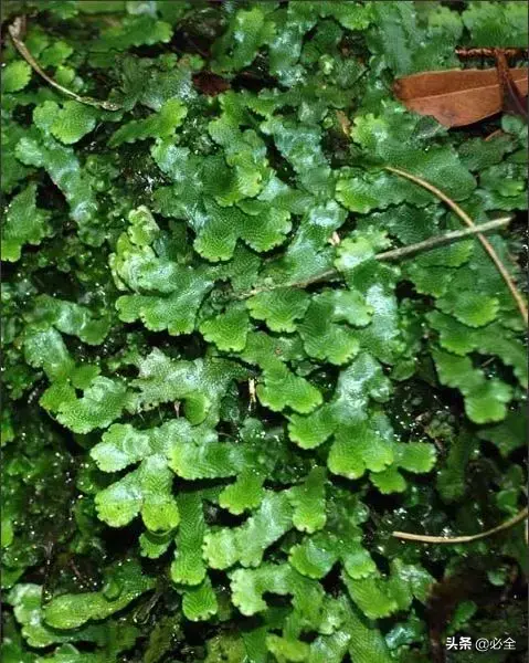 苔藓类植物有哪些(最好养的苔藓排行)