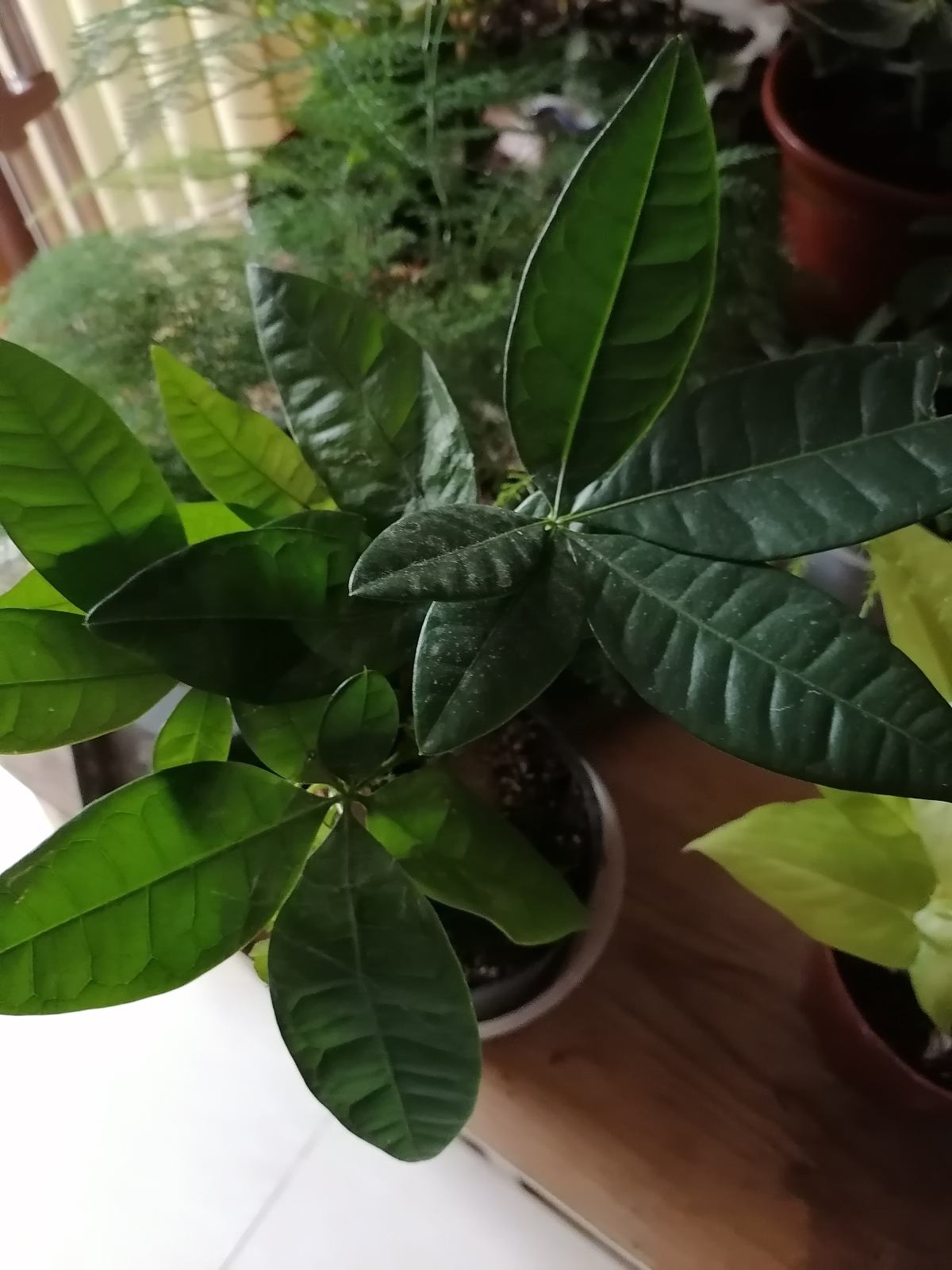 适合室内养的花和植物(净化空气吸甲醛植物排名)