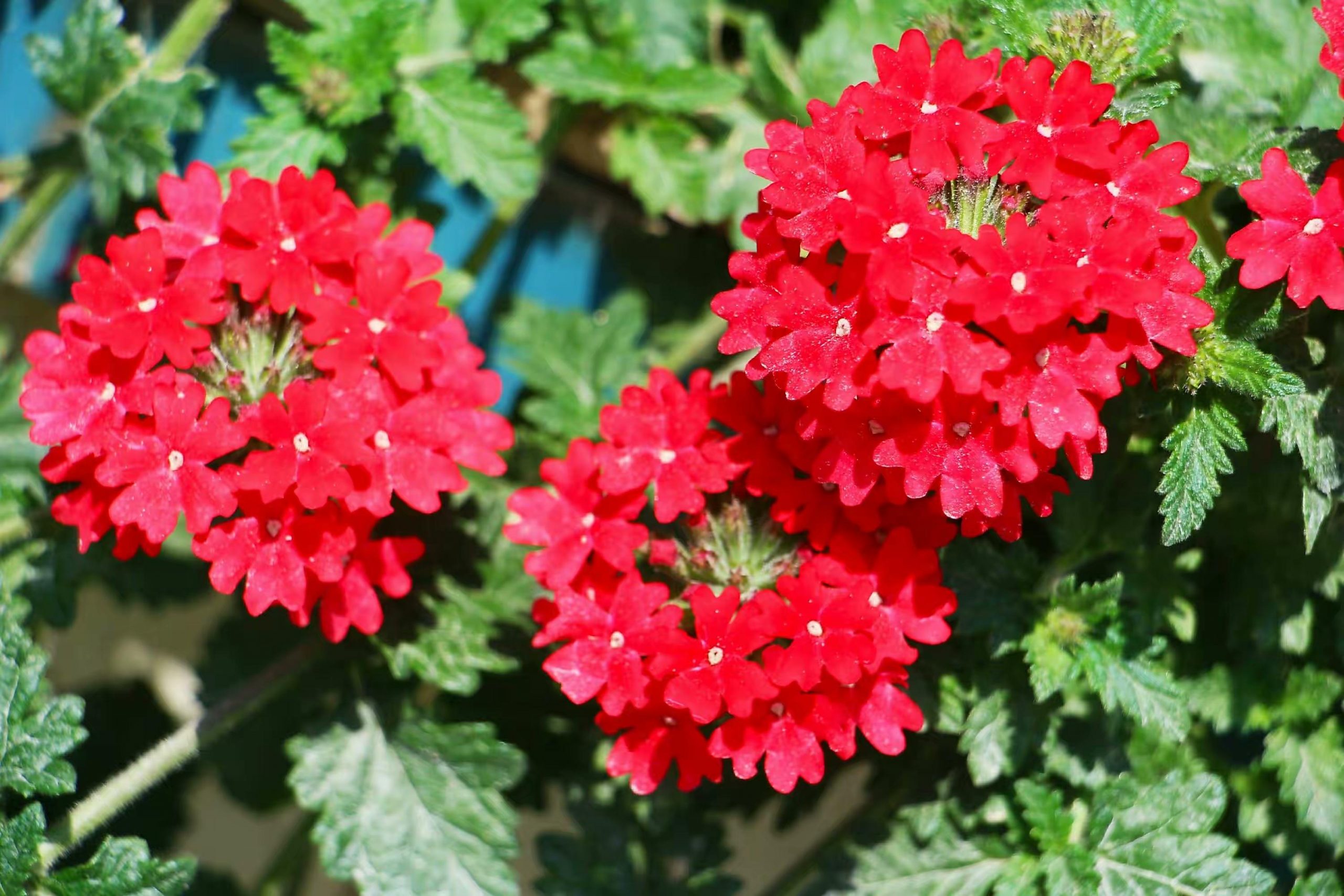 室内阳台种什么花好看又好养(最好养的阳台植物)