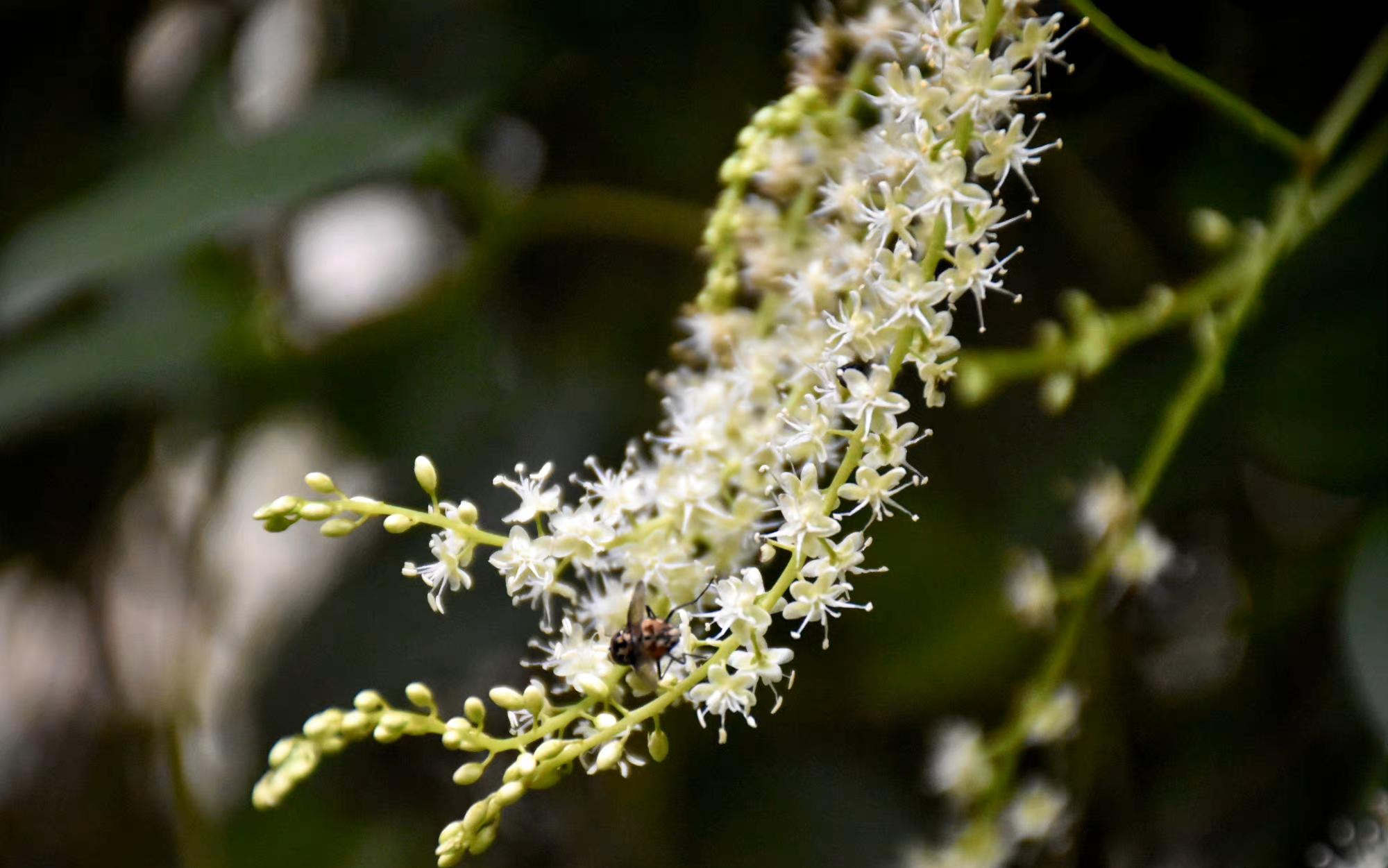 金鱼草花语是什么(各种花的花语)