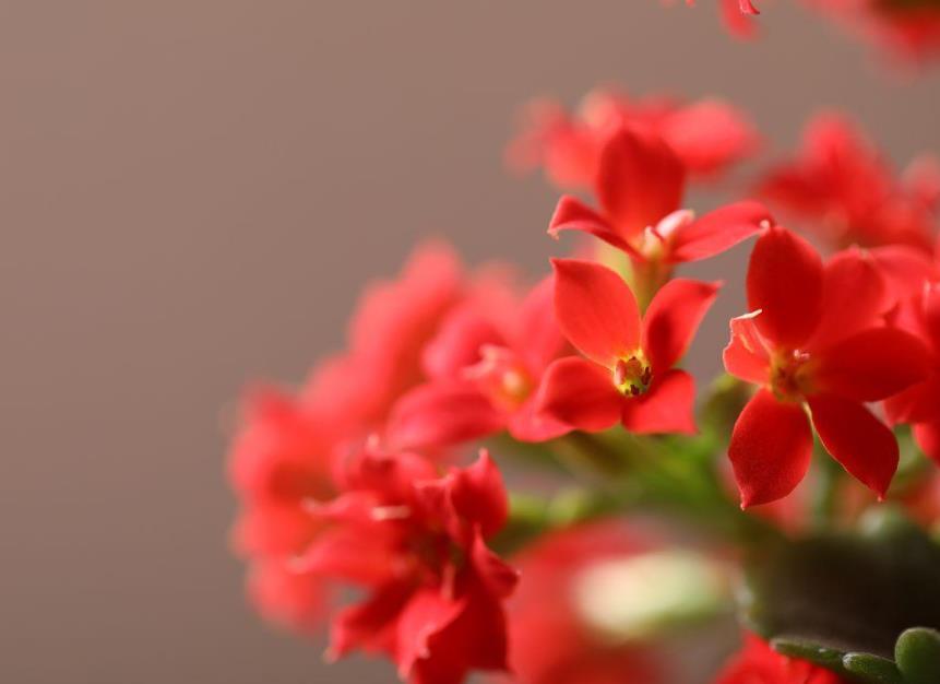 长寿花怎样种植和养护