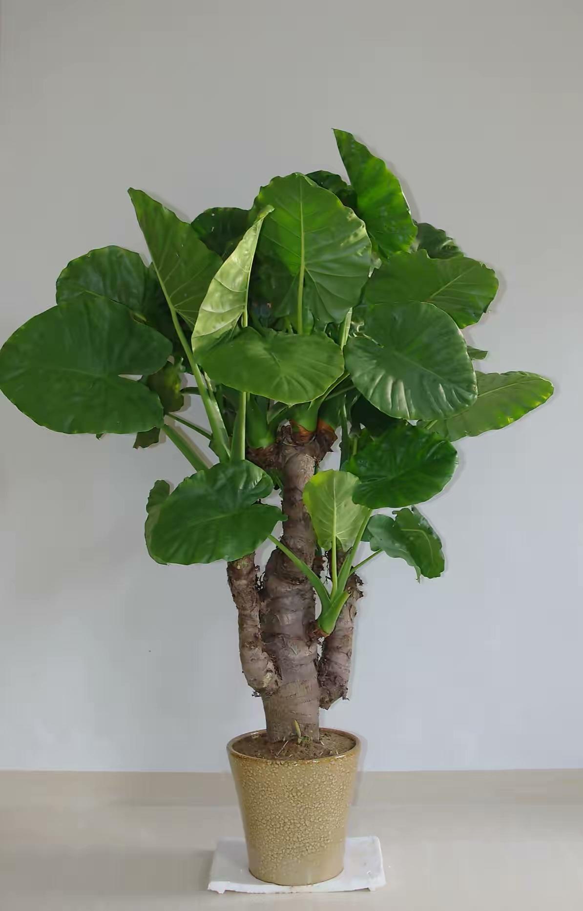 植物盆栽怎么养殖(适合家里养的盆栽植物)