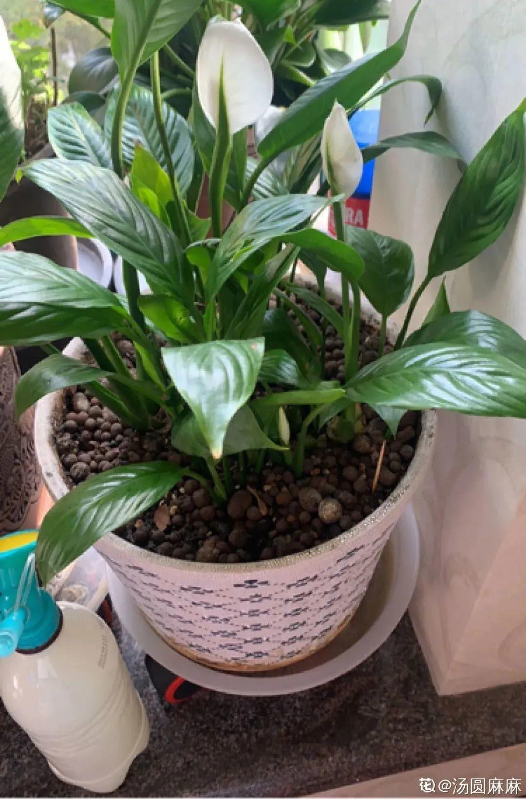 卧室放什么植物最好健康(适合放在卧室的植物和花)