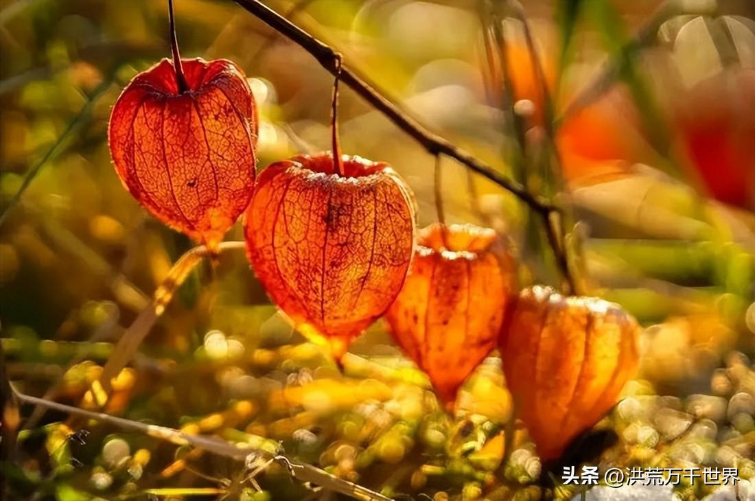 绛珠草是什么植物(聊聊绛珠草的寓意)