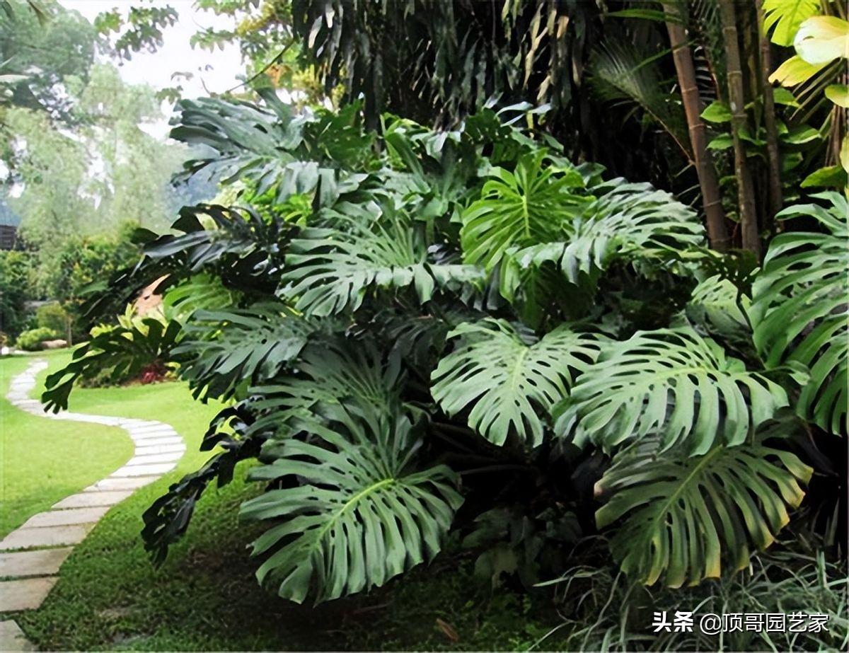 四季常绿的树有哪些(低矮四季常青的绿植)