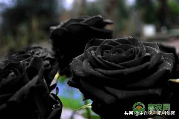 黑色玫瑰花语是什么(浅谈黑玫瑰的养殖技术)