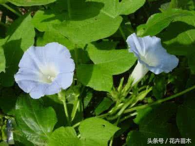 月光花的花语(了解月光花养护方法)