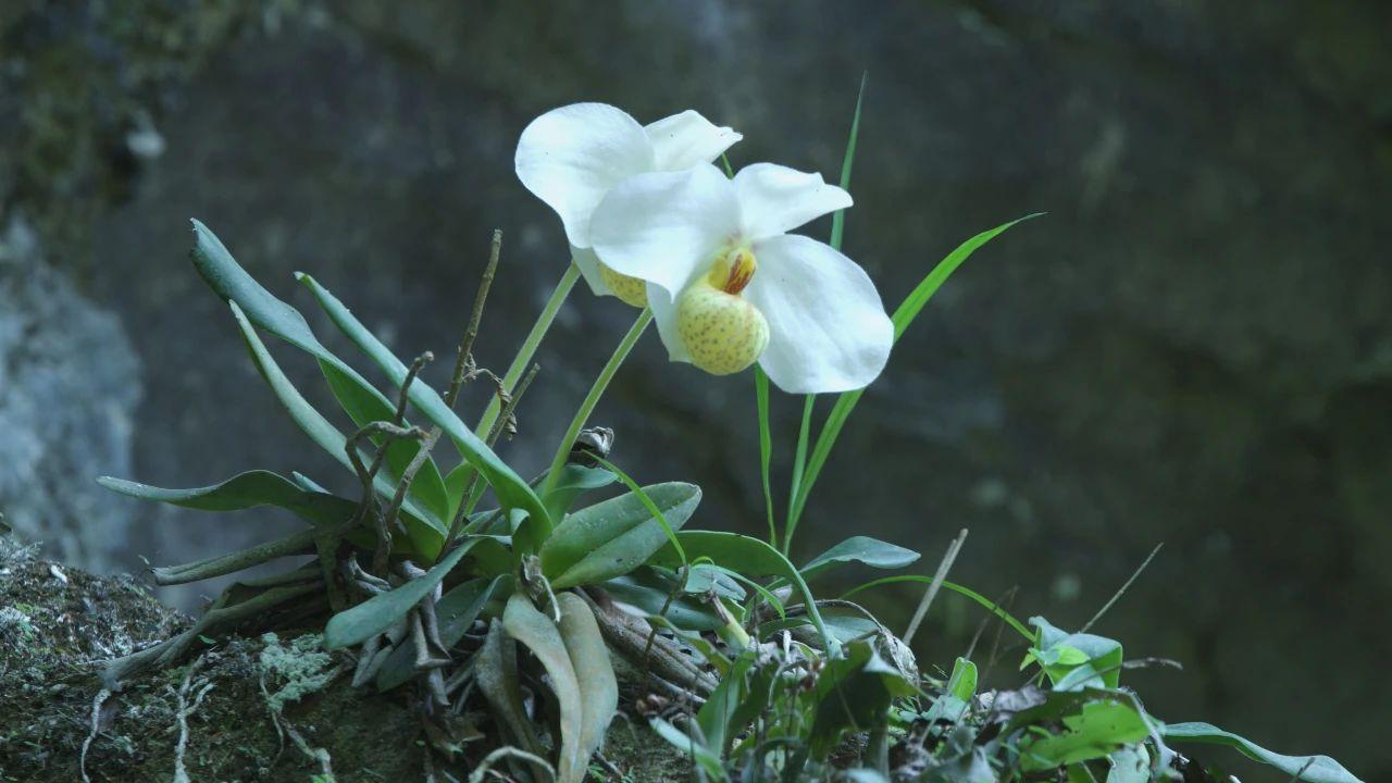 夏兰有哪些品种(详解兰花的养殖方法)