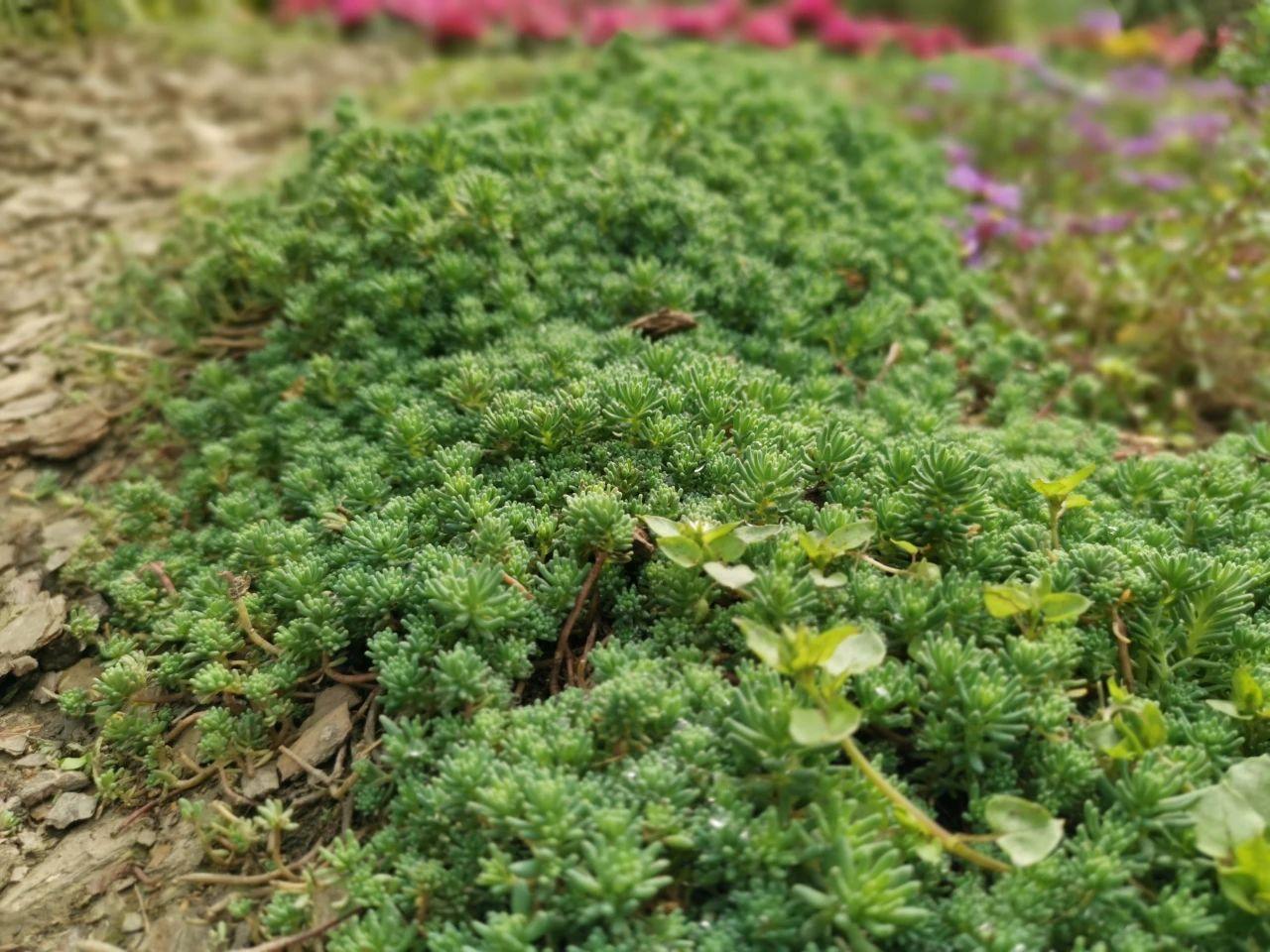 多年生草本花卉有哪些好养(多年生的花卉的品种)