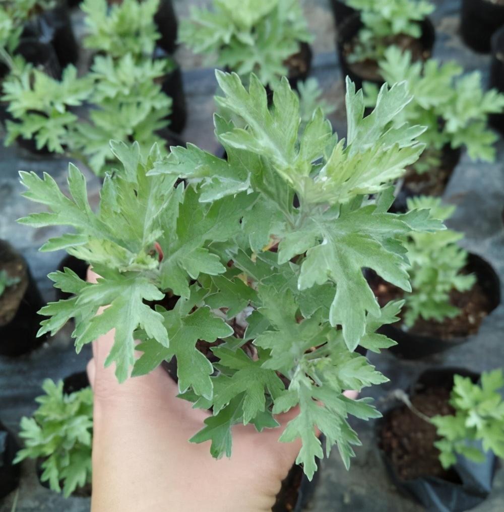 驱蚊草有几种(推荐可以驱蚊子的植物)