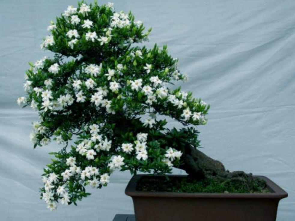 栀子花小苗几年能开花结果(关于栀子花的种植方法)