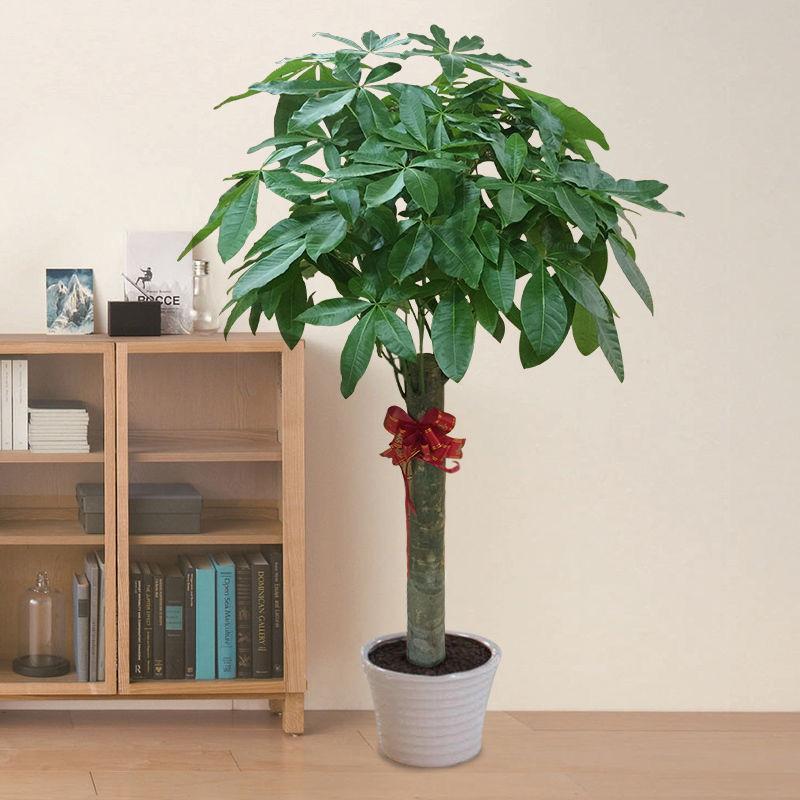大型绿植有哪些(客厅最好养的大型绿植)
