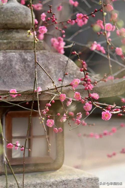 花中四君子是指什么花(梅兰竹菊四君子代表的意义)