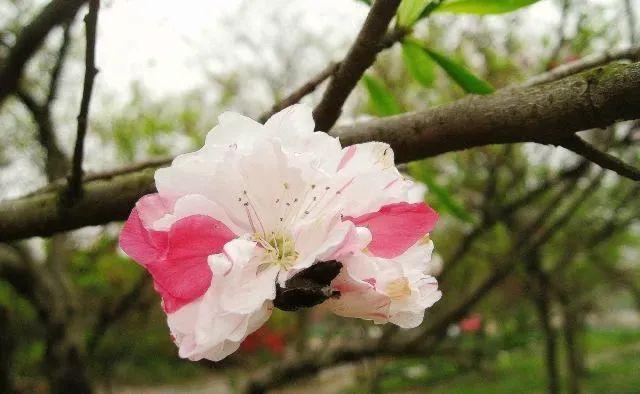 冬樱花几月开(各种樱花品种介绍)