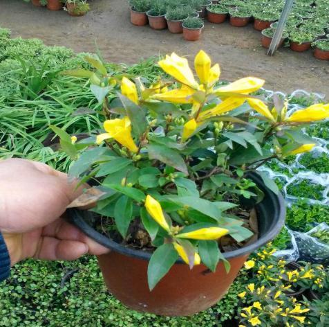 家里坚决不能养的花有哪些(最适合室内养的绿植)
