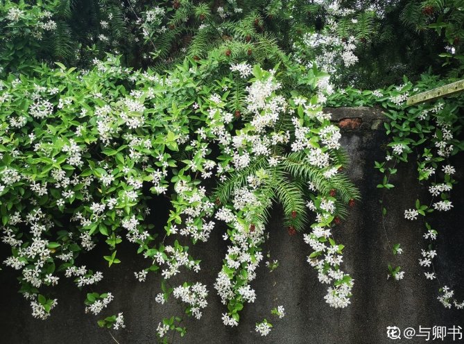 紫茉莉种子种植方法(茉莉的修剪及注意事项)