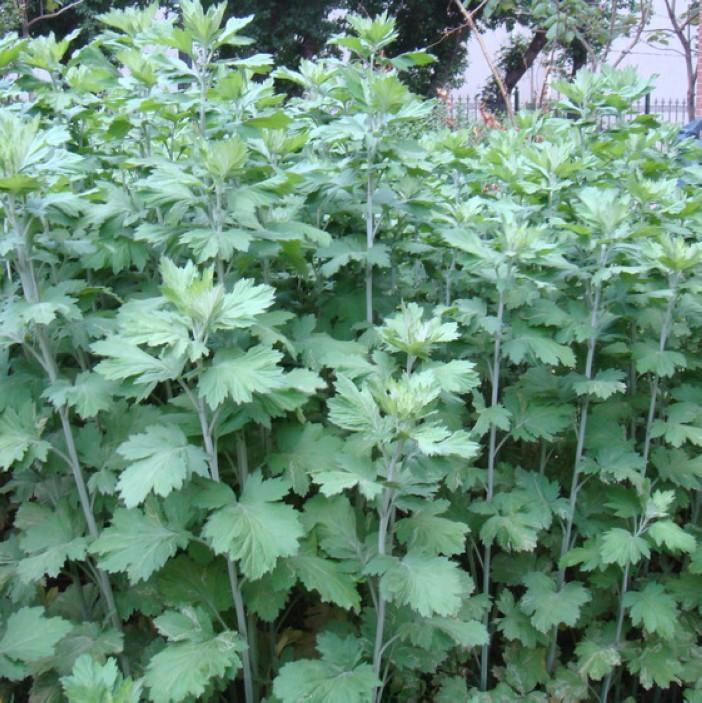 常见野草的种类(农村常见的植物名称)