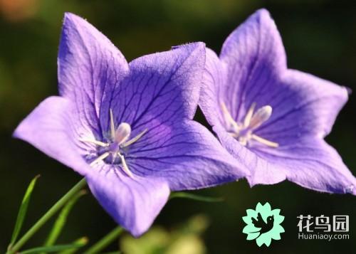 桔梗花的花语和象征(室内最好养的花)