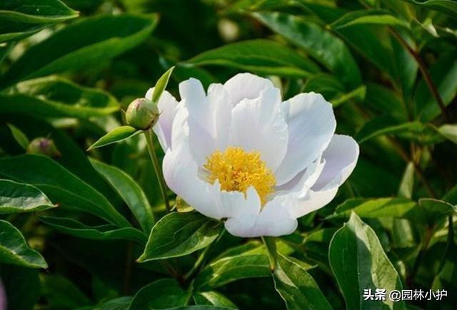 为什么家里不建议种芍药花