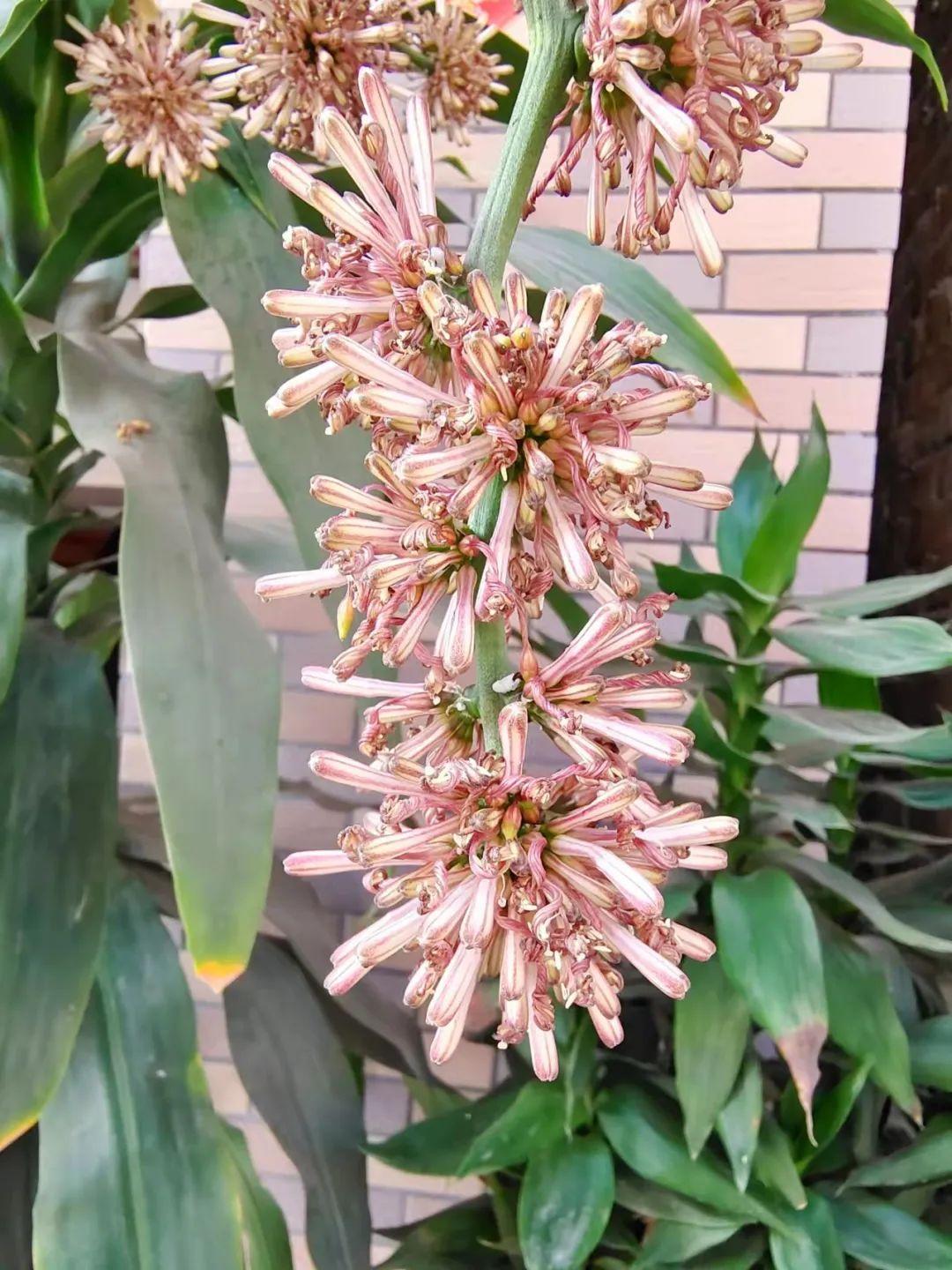 巴西木开花什么样(关于巴西木盆栽的养殖方法)