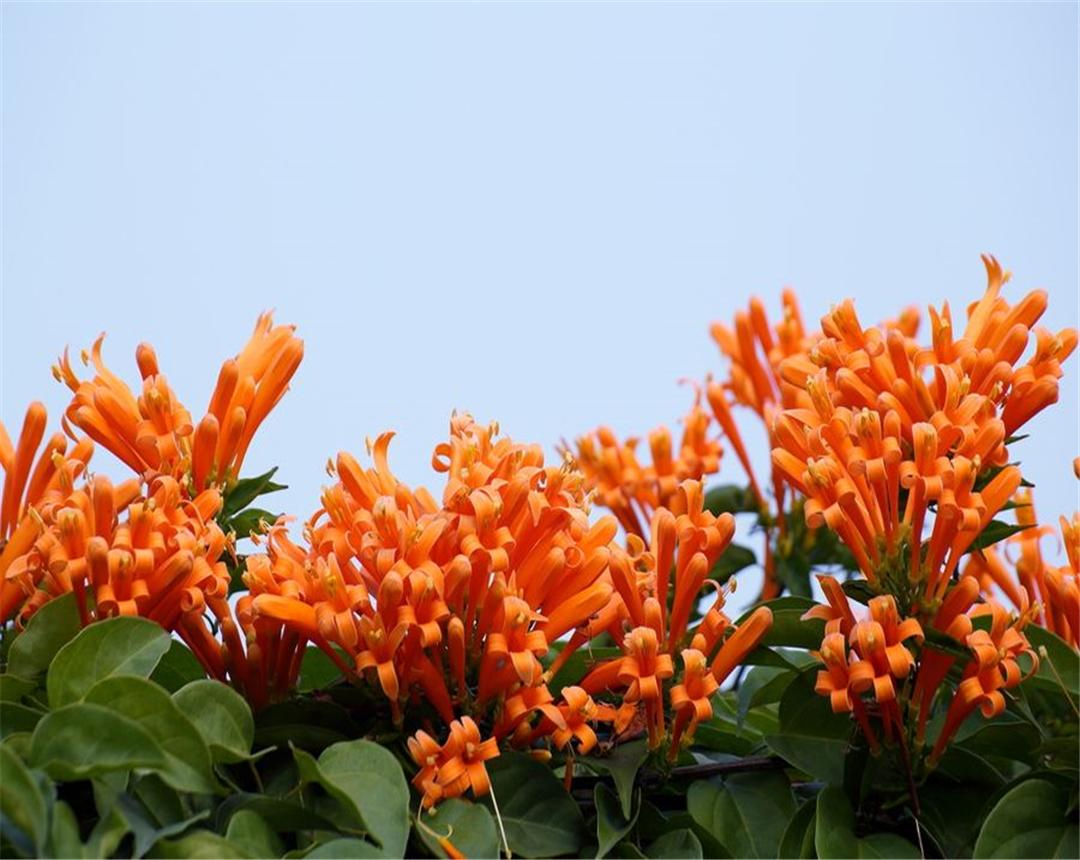 炮仗花种植间距多少