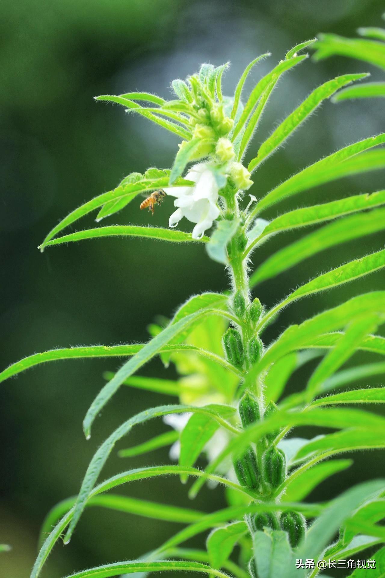 芝麻树长什么样子(野生山芝麻图片)