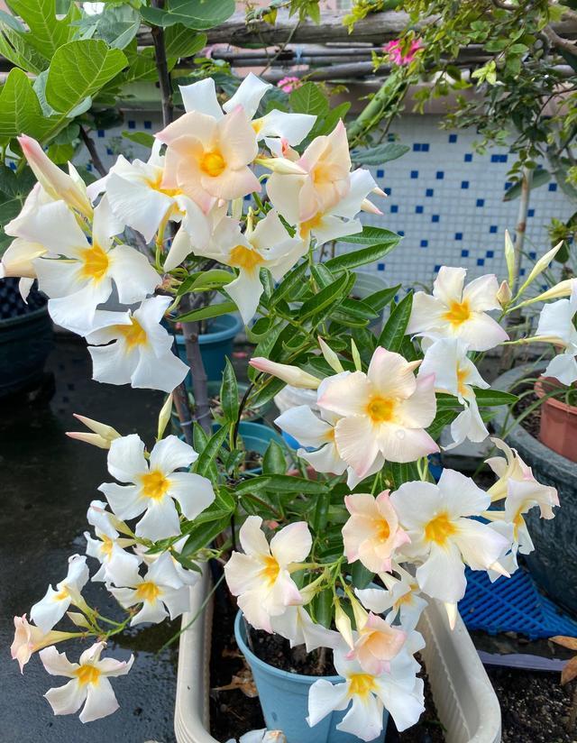 喜阳不怕晒的植物花卉大全(适合阳台暴晒的大型绿植)