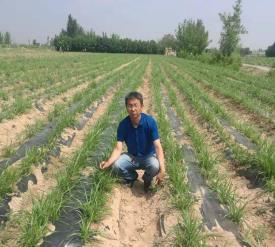 油沙豆是什么植物(关于油莎豆的种植方法)