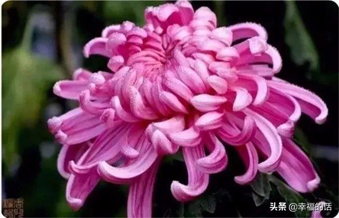 花中四君子是指什么花(梅兰竹菊四君子代表的意义)