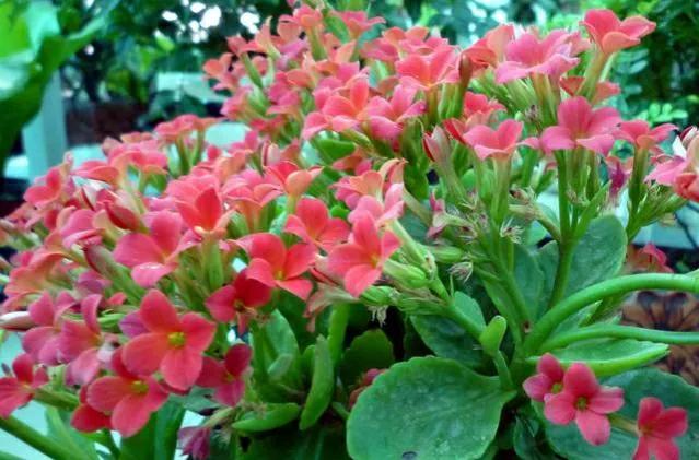 红色的花有哪些名称(红色花植物名大全)