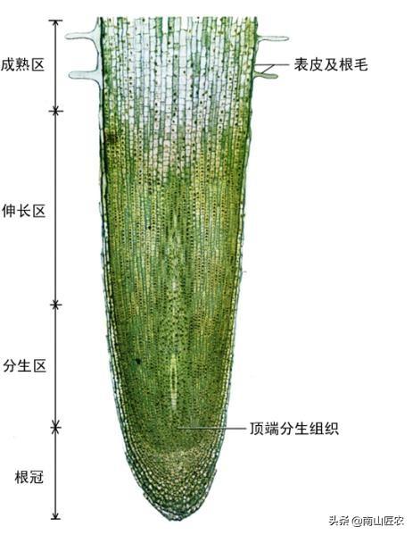 须根系的植物有哪些(直根系和须根系的植物)