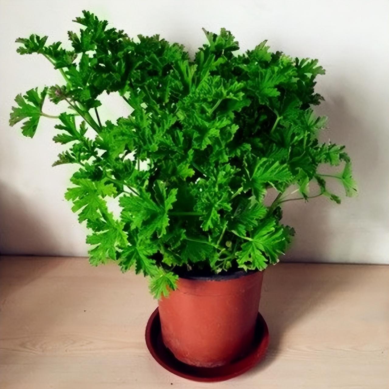 驱蚊草怎么养才能养好（推荐防蚊的植物花卉）