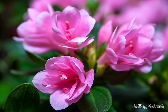 毛杜鹃和春鹃的区别是什么(最好看杜鹃花的品种)
