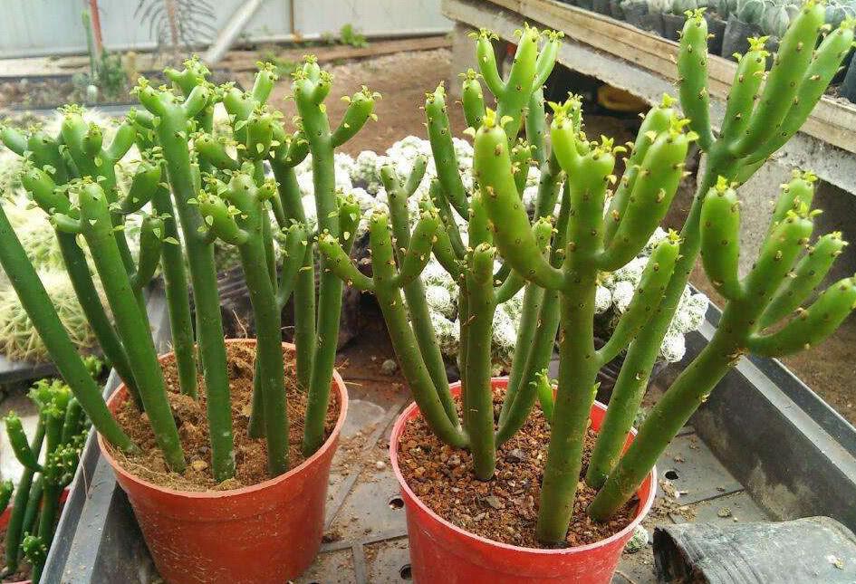 家里坚决不能养的花有哪些(最适合室内养的绿植)