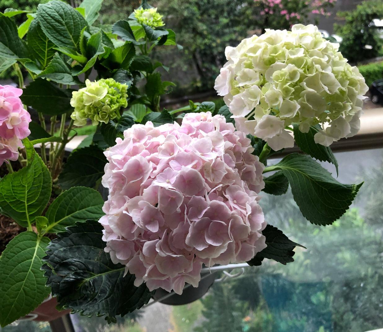 绣球花怎么才能养好