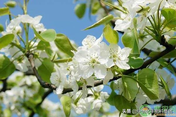 梨花是什么季节开的(描述梨花的花语及寓意)