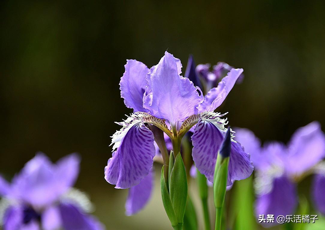 尾花鸢尾花语是什么(鸢尾花在中国寓意)
