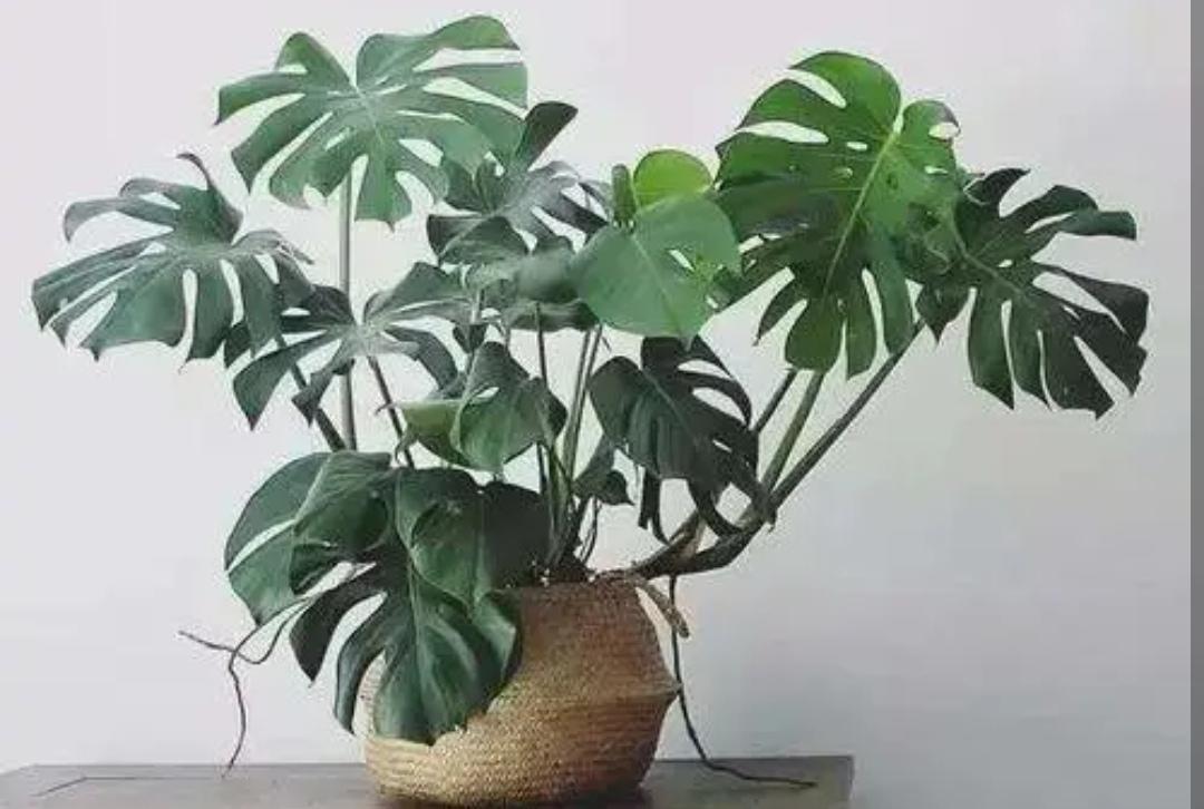 招财树盆景怎么养(详解招财树和发财树区别)