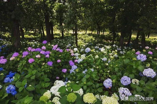 阴生植物怎么养（适合长期在室内耐阴的植物）