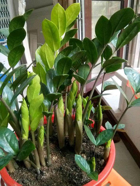 适合家里养的吉祥花卉有哪些