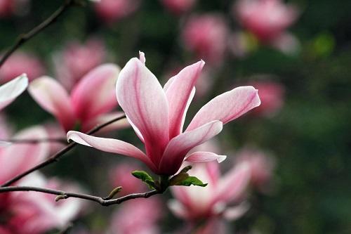 春天有什么花会开放(分享春天里盛开常见的花)